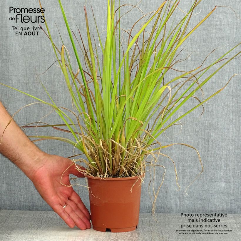 Exemplar von Lampenputzergras National Arboretum - Pennisetum alopecuroïdes Topf mit 1L/1,5L wie im Sommer geliefert
