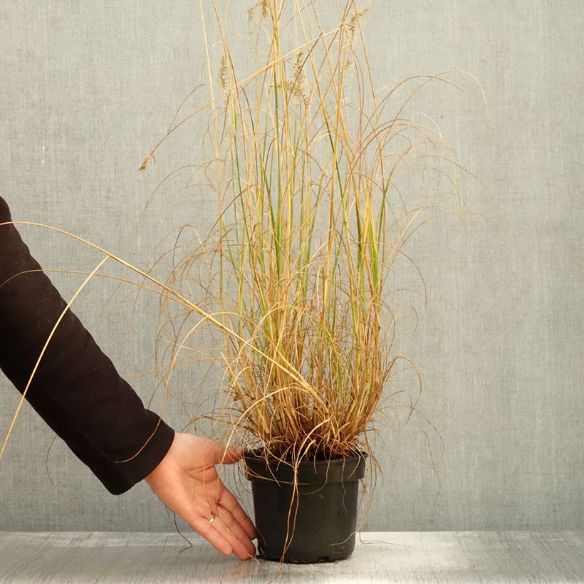 Exemplar von Lampenputzergras National Arboretum - Pennisetum alopecuroïdes Topf mit 3L/4L wie im Herbst geliefert
