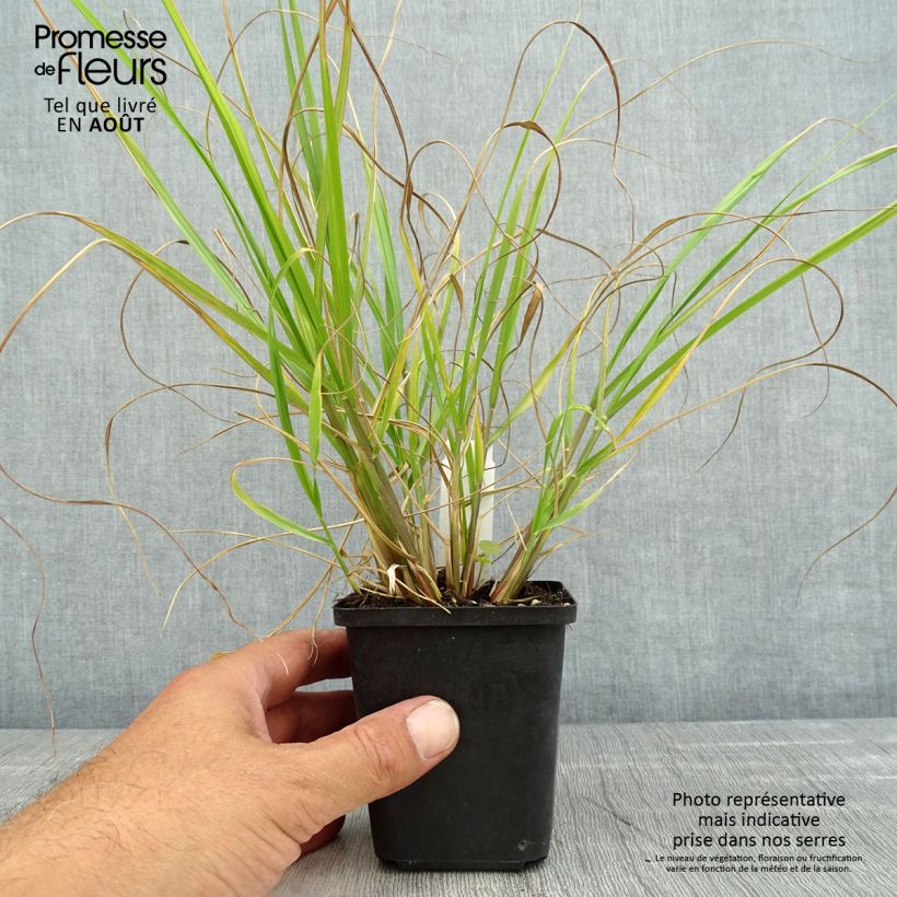 Exemplar von Lampenputzergras Red Head - Pennisetum alopecuroïdes Kleine Töpfe von 8/9 cm wie im Sommer geliefert