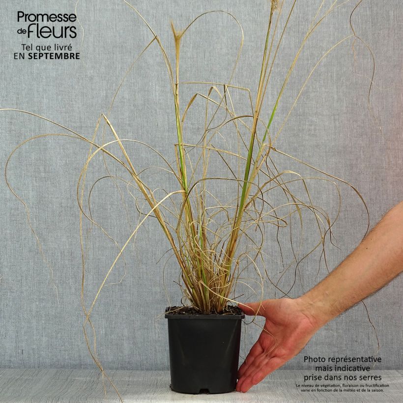 Exemplar von Lampenputzergras Red Head - Pennisetum alopecuroïdes Topf mit 2L/3L wie im Sommer geliefert