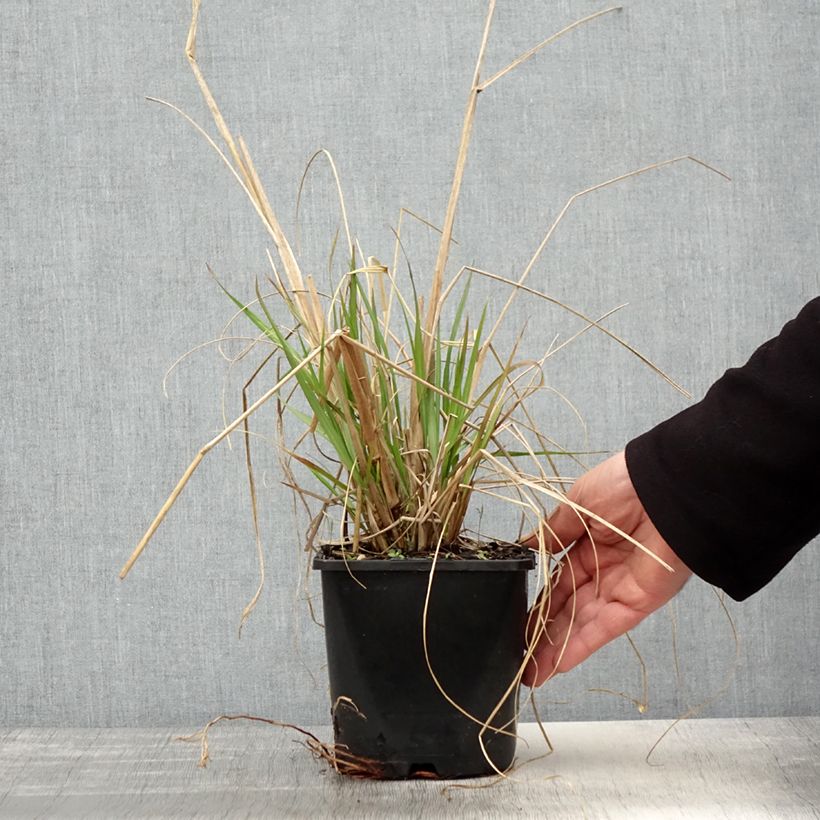 Exemplar von Lampenputzergras Red Head - Pennisetum alopecuroïdes Topf mit 2L/3L wie im Frühjahr geliefert