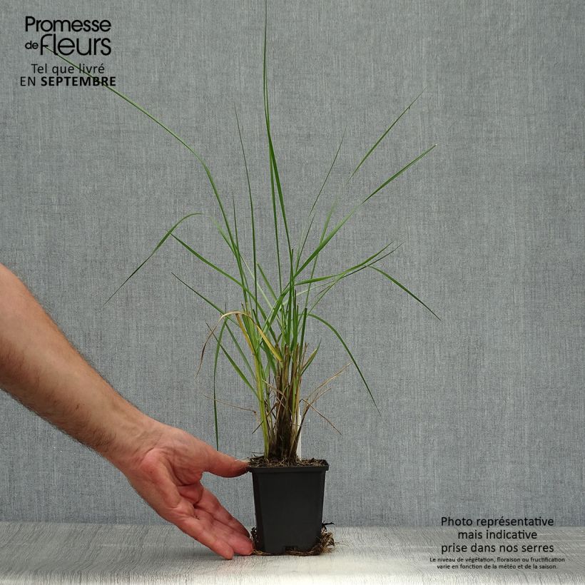 Exemplar von Afrikanisches Lampenputzergras - Pennisetum macrourum Kleine Töpfe von 8/9 cm wie im Herbst geliefert