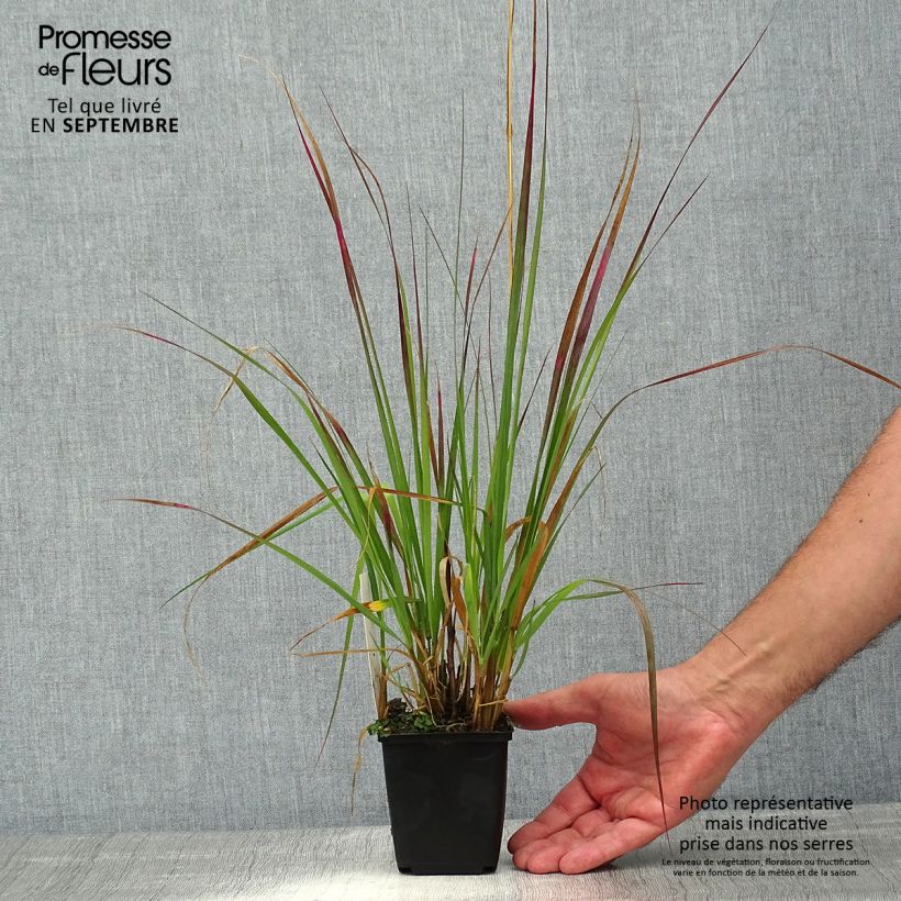 Exemplar von Lampenputzergras Red Bunny Tail - Pennisetum massaicum Kleine Töpfe von 8/9 cm wie im Sommer geliefert