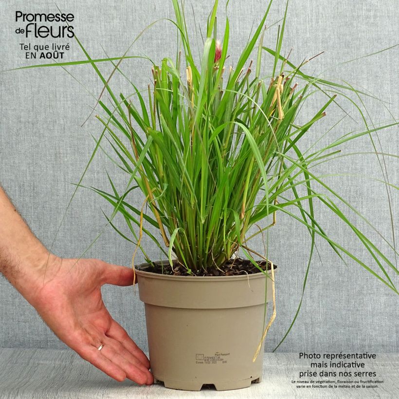 Exemplar von Lampenputzergras Red Bunny Tail - Pennisetum massaicum Topf mit 2L/3L wie im Sommer geliefert