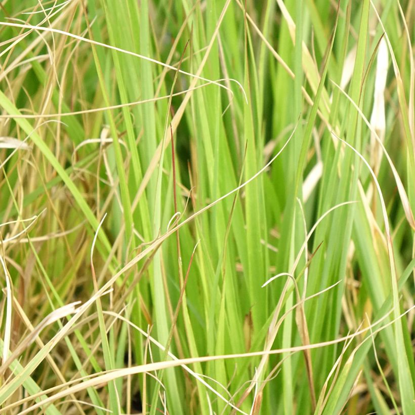 Lampenputzergras Red Button - Pennisetum massaicum (Laub)