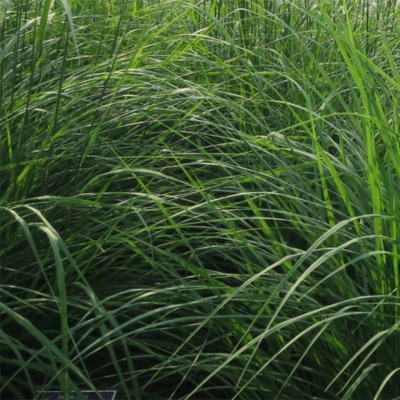Orientalisches Lampenputzergras Fairy Tails - Pennisetum orientale (Laub)