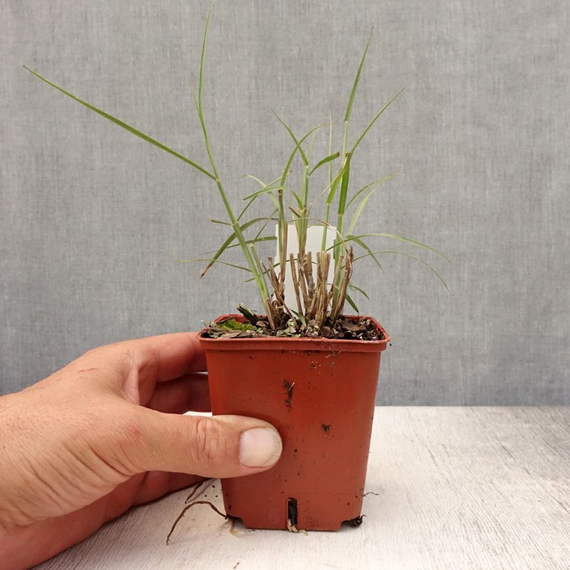 Exemplar von Orientalisches Lampenputzergras JS Dance With Me - Pennisetum orientale Kleine Töpfe von 8/9 cm wie im Sommer geliefert