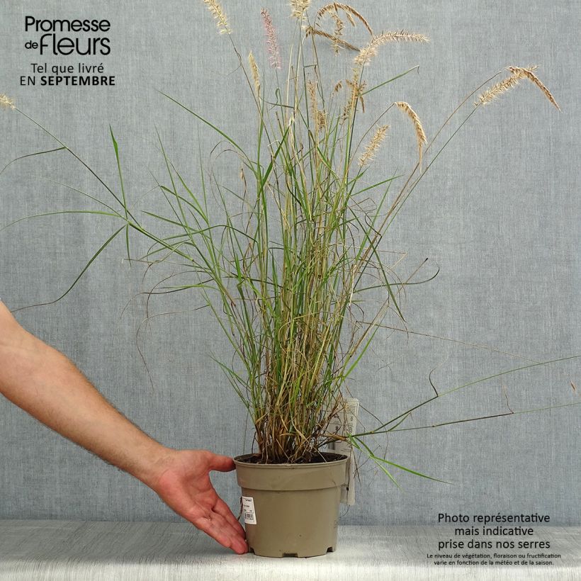 Exemplar von Orientalisches Lampenputzergras Karley Rose - Pennisetum orientale Topf mit 2L/3L wie im Sommer geliefert