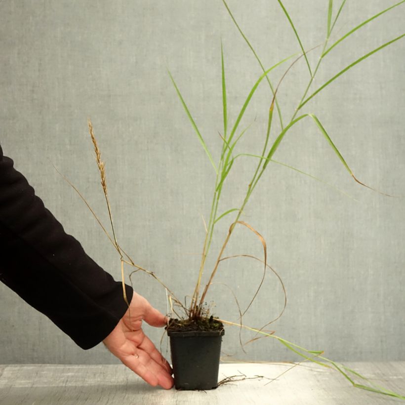 Exemplar von Orientalisches Lampenputzergras Shogun - Pennisetum orientale Kleine Töpfe von 8/9 cm wie im Herbst geliefert
