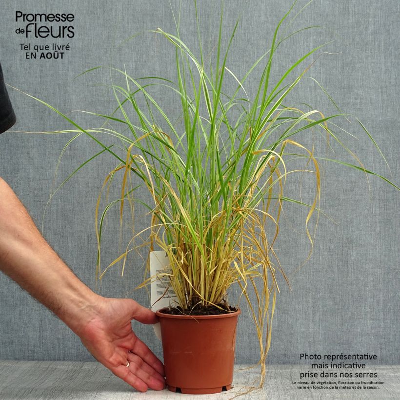 Exemplar von Federborstengras Skyrocket - Pennisetum advena Topf mit 1L/1,5L wie im Sommer geliefert