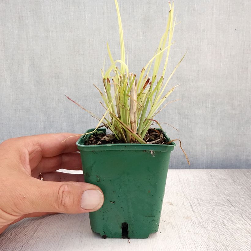 Exemplar von Pennisetum Windy Simonette - Federborstengras Kleine Töpfe von 8/9 cm wie im Sommer geliefert