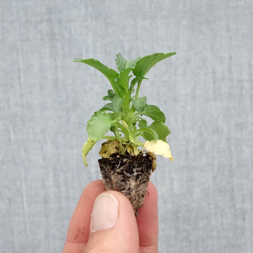 Exemplar von Stiefmütterchen F1 Raviola Pure Lemon Mini-Plug: Plug 2,2 cm x 2 cm in Anzuchtplatte à 35 Stück wie im Herbst geliefert