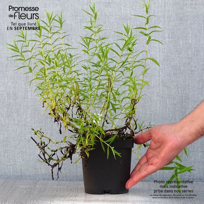Exemplar von Penstemon Apple Blossom - Bartfaden Topf mit 2L/3L wie im Sommer geliefert