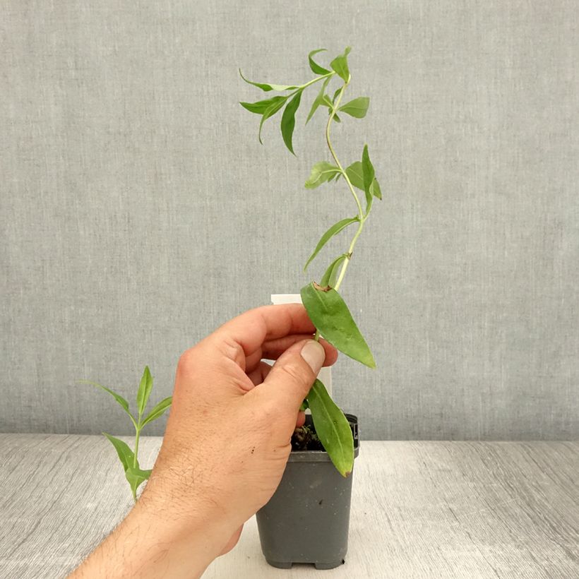 Exemplar von Penstemon Gloire des quatre rues - Bartfaden Kleine Töpfe von 8/9 cm wie im Sommer geliefert