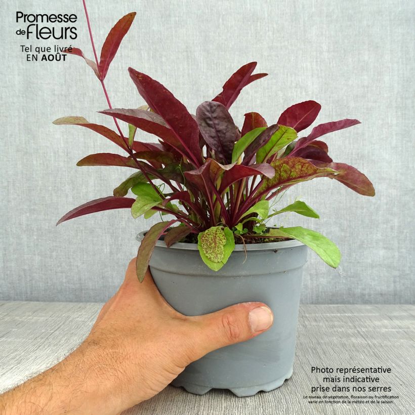 Exemplar von Penstemon digitalis Husker Red - Fingerhutförmiger Bartfaden Topf mit 2L/3L wie im Sommer geliefert