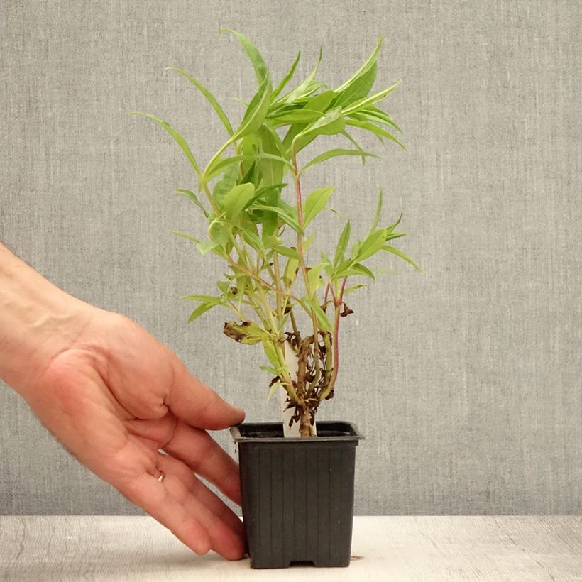 Exemplar von Penstemon Le Phare - Bartfaden Kleine Töpfe von 8/9 cm wie im Sommer geliefert