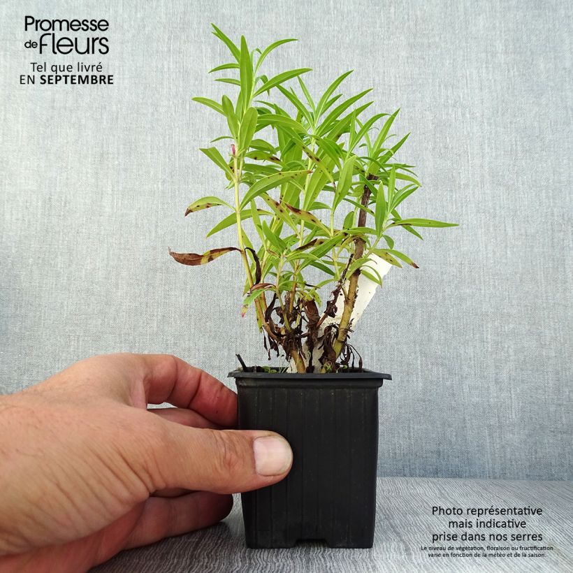 Exemplar von Penstemon Souvenir d'Adrien Régnier - Bartfaden Kleine Töpfe von 8/9 cm wie im Sommer geliefert