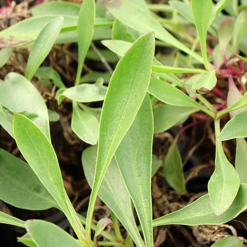 Penstemon strictus - Bartfaden (Laub)