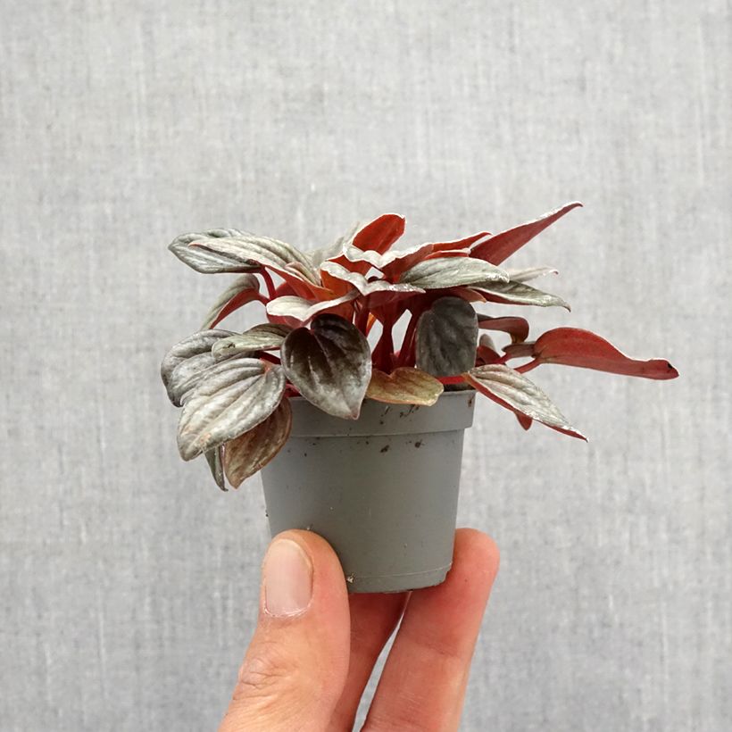 Exemplar von Peperomia albovittata Piccolo Banda - Zwergpfeffer Mini-plante wie im Frühjahr geliefert