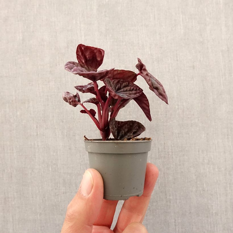 Exemplar von Peperomia caperata Luna - Zwergpfeffer Mini-plante wie im Frühjahr geliefert