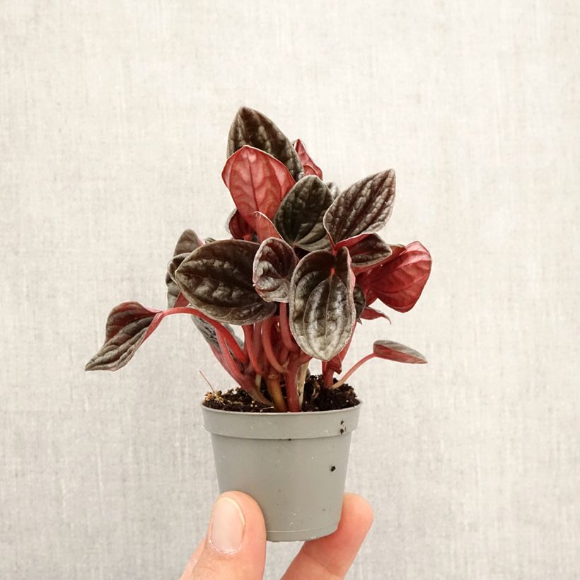 Exemplar von Peperomia caperata Montevideo - Zwergpfeffer Mini-plante wie im Frühjahr geliefert