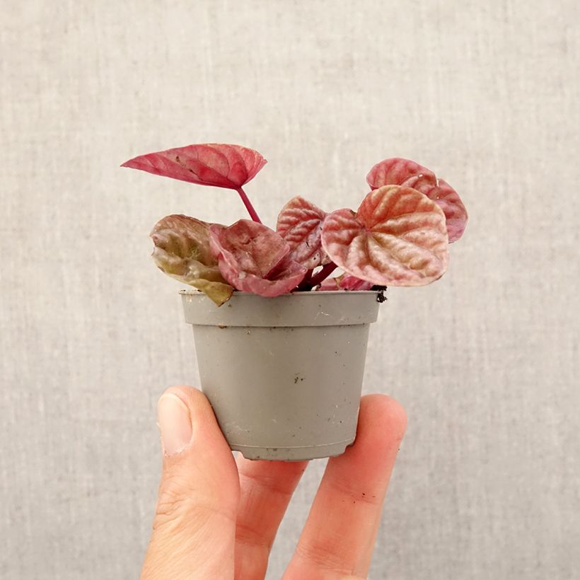 Exemplar von Peperomia caperata Quito - Zwergpfeffer Mini-plante wie im Frühjahr geliefert