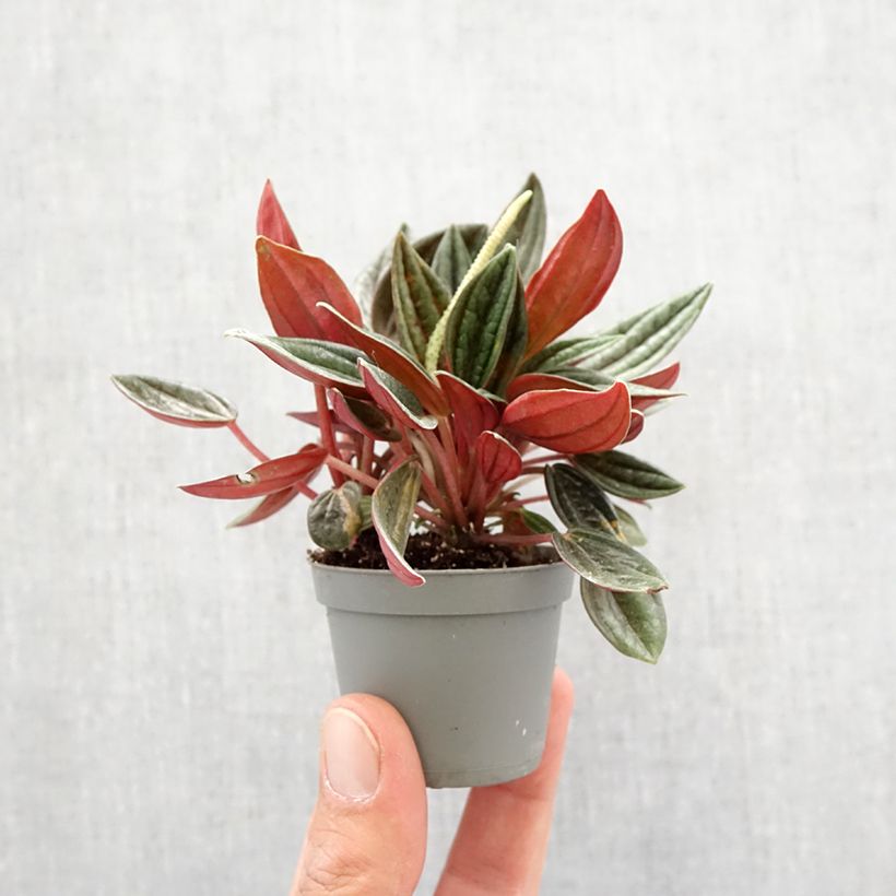 Exemplar von Peperomia caperata Rosso - Zwergpfeffer Mini-plante wie im Frühjahr geliefert