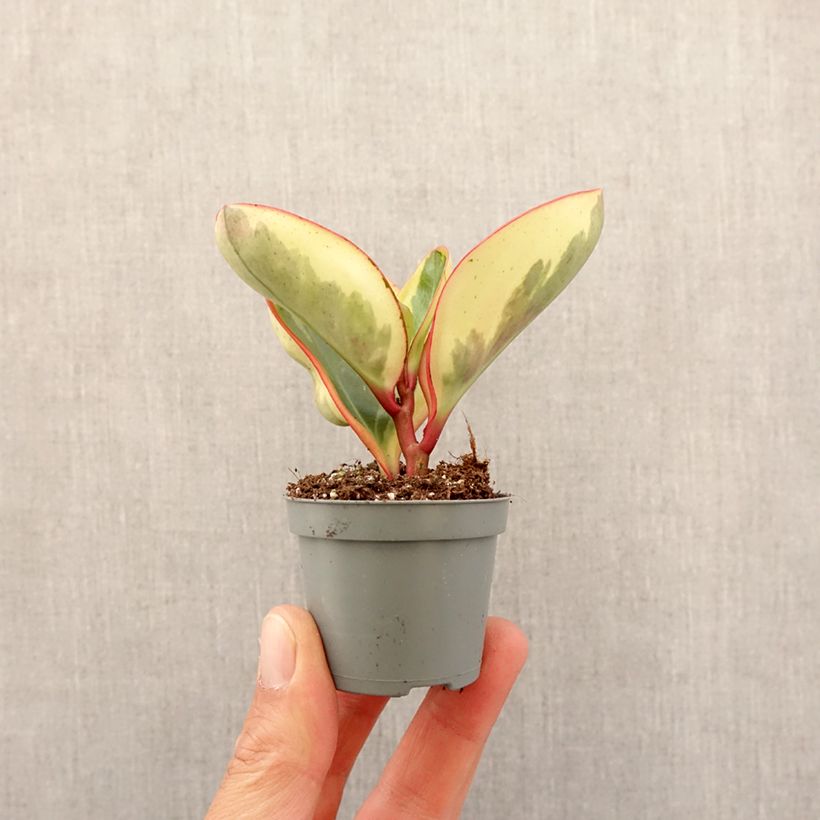 Exemplar von Peperomia clusiifolia Red Margin - Zwergpfeffer Mini-plante wie im Frühjahr geliefert