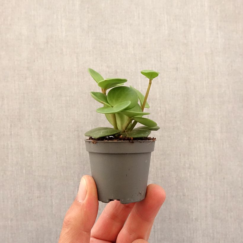Exemplar von Peperomia Hope - Zwergpfeffer Mini-plante wie im Frühjahr geliefert