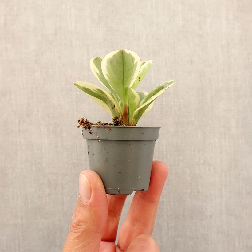 Exemplar von Peperomia obtusifolia Bicolor - Zwergpfeffer Mini-plante wie im Frühjahr geliefert