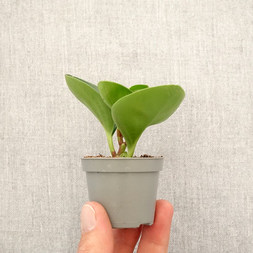 Exemplar von Peperomia obtusifolia Green - Zwergpfeffer Mini-plante wie im Frühjahr geliefert