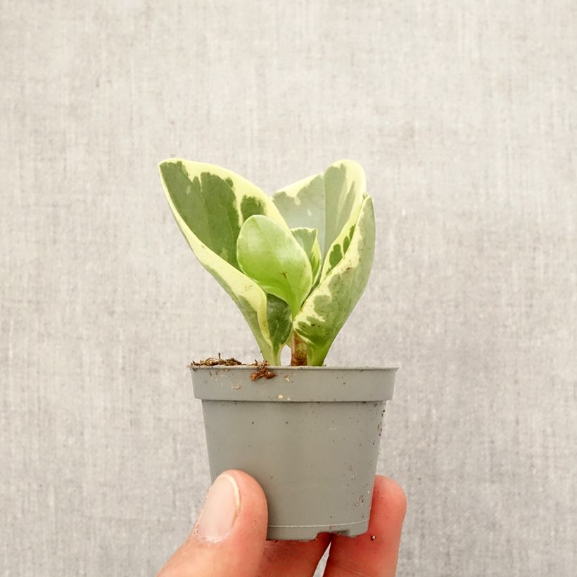 Exemplar von Peperomia obtusifolia USA - Zwergpfeffer Mini-plante wie im Frühjahr geliefert