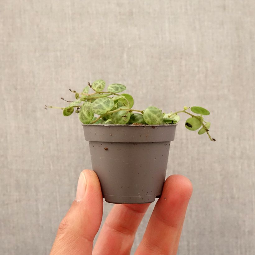 Exemplar von Peperomia prostrata - Zwergpfeffer Mini-plante wie im Frühjahr geliefert