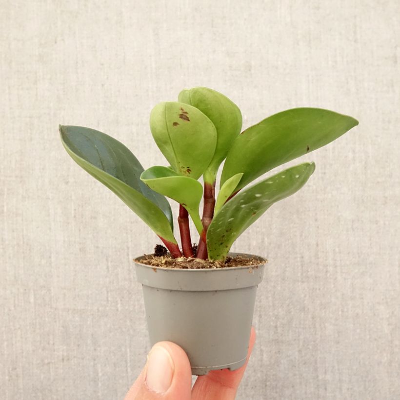 Exemplar von Peperomia Red Canyon - Zwergpfeffer Mini-plante wie im Frühjahr geliefert