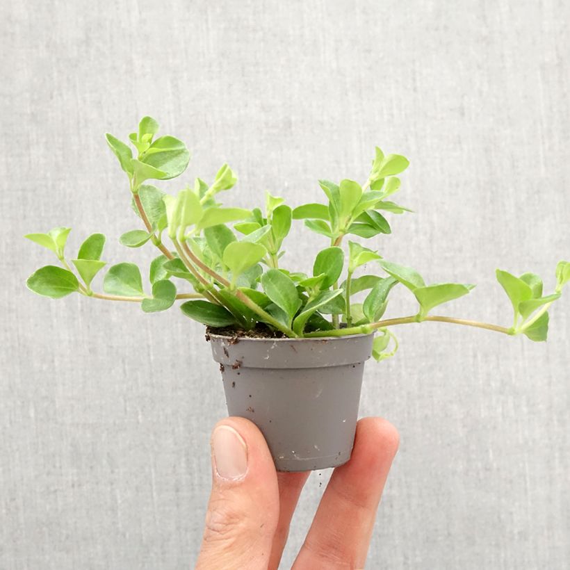 Exemplar von Peperomia rotundifolia - Zwergpfeffer Mini-plante wie im Frühjahr geliefert
