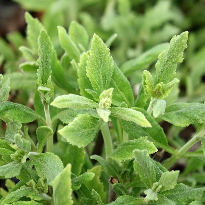 Blauraute Blue Steel - Perovskia atriplicifolia (Laub)