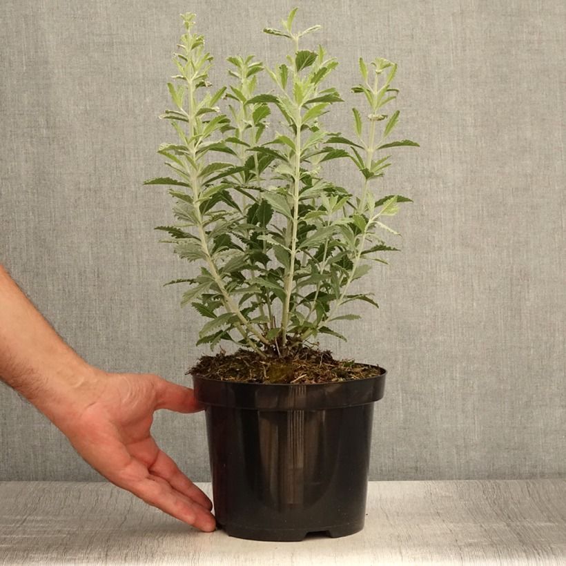 Exemplar von Blauraute Silvery Blue - Perovskia atriplicifolia Topf mit 2L/3L wie im Sommer geliefert