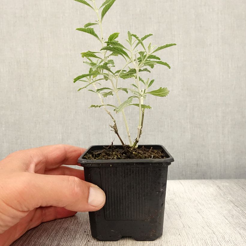 Exemplar von Blauraute Silvery Blue - Perovskia atriplicifolia Kleine Töpfe von 8/9 cm wie im Sommer geliefert