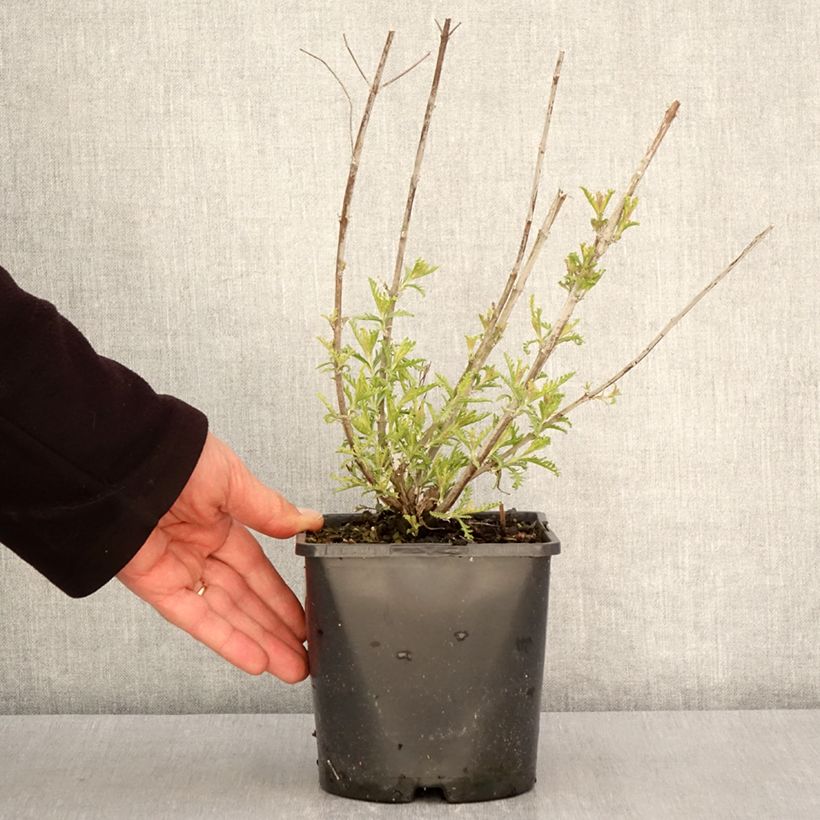 Exemplar von Blauraute Silvery Blue - Perovskia atriplicifolia Topf mit 2L/3LGelieferte Höhe ca. 10/+cm wie im Frühjahr geliefert