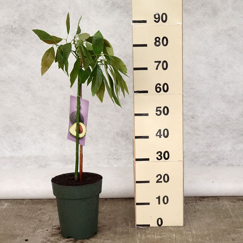 Exemplar von Avocado Hass - Persea americana Topf mit 6L/7LGelieferte Höhe ca. 50/60cm wie im Frühjahr geliefert