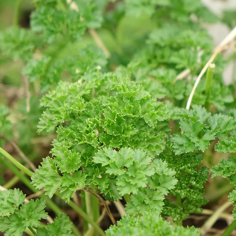 Garten-Petersilie Frisé vert foncé Bio (Laub)