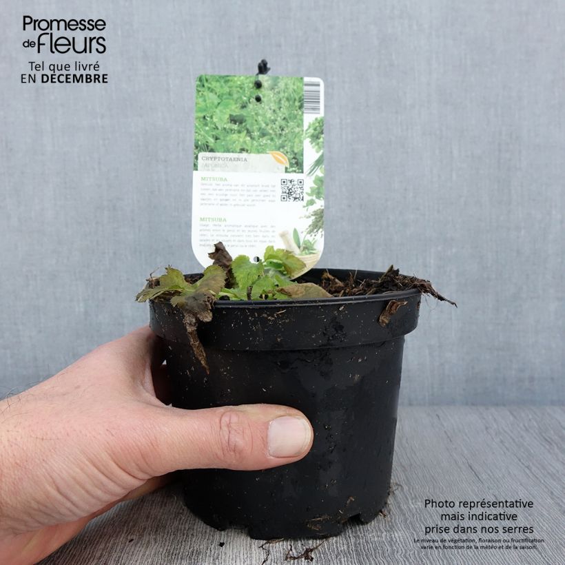 Exemplar von Mitsuba - Cryptotaenia japonica Topf mit 1,5L/2L wie im Herbst geliefert