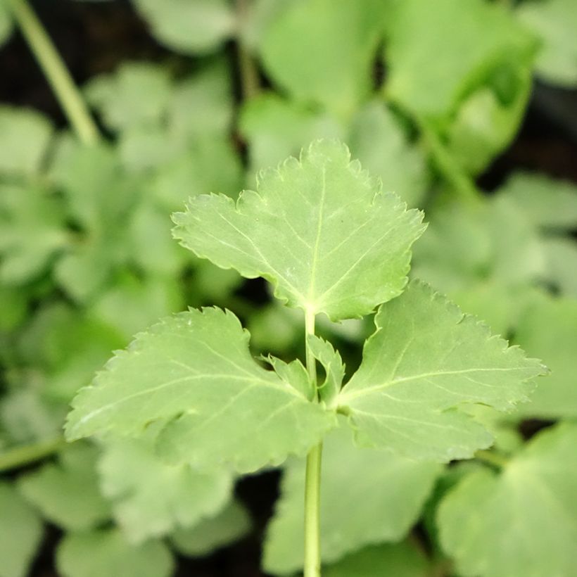 Mitsuba - Cryptotaenia japonica (Laub)
