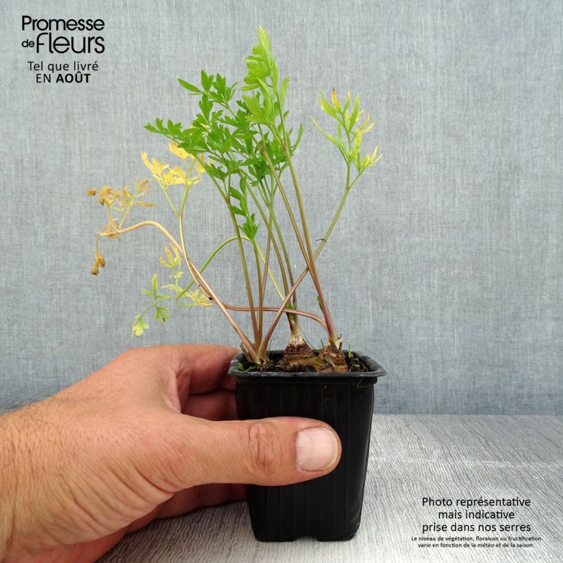 Exemplar von Garten-Petersilie Bio - Petroselinum crispum Kleine Töpfe von 7/8 cm wie im Sommer geliefert