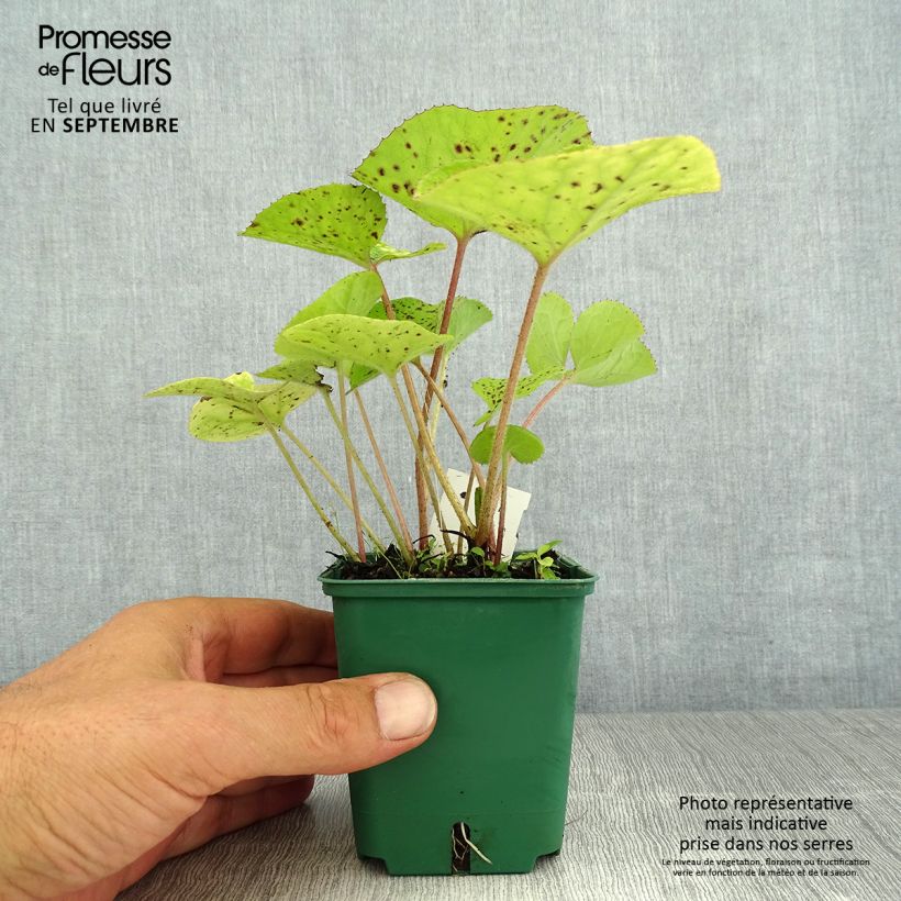 Exemplar von Winterheliotrop - Petasites fragrans Kleine Töpfe von 8/9 cm wie im Sommer geliefert