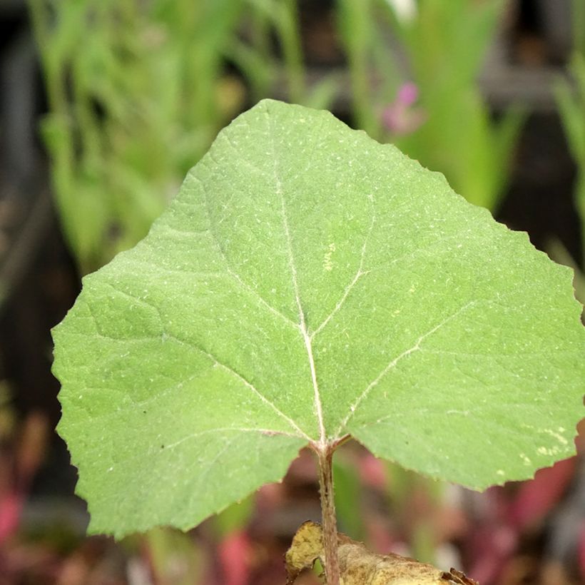 Japanische Pestwurz Giganteus - Petasites japonicus (Laub)