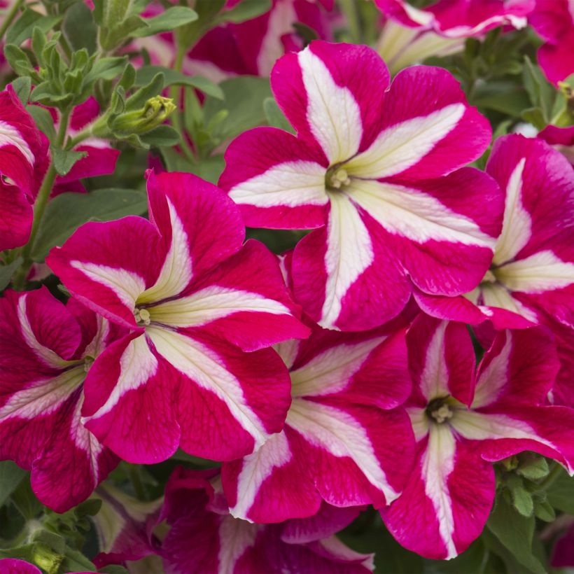 Petunia Designer Rose Star (Blüte)