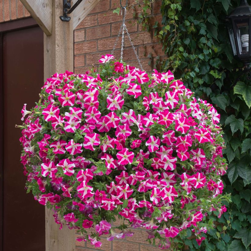 Petunia Designer Rose Star (Hafen)