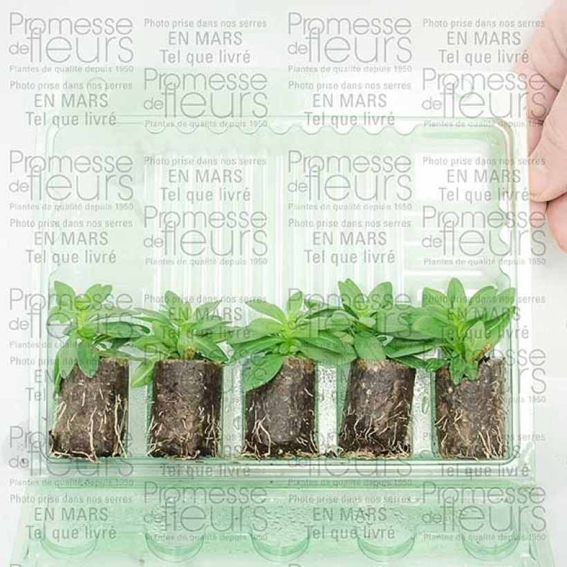 Beispiel eines Exemplars von Zauberglöckchen Million Bells Trailing Fuchsia - Calibrachoa Mini-Plug Ø 3/4 cm wie geliefert