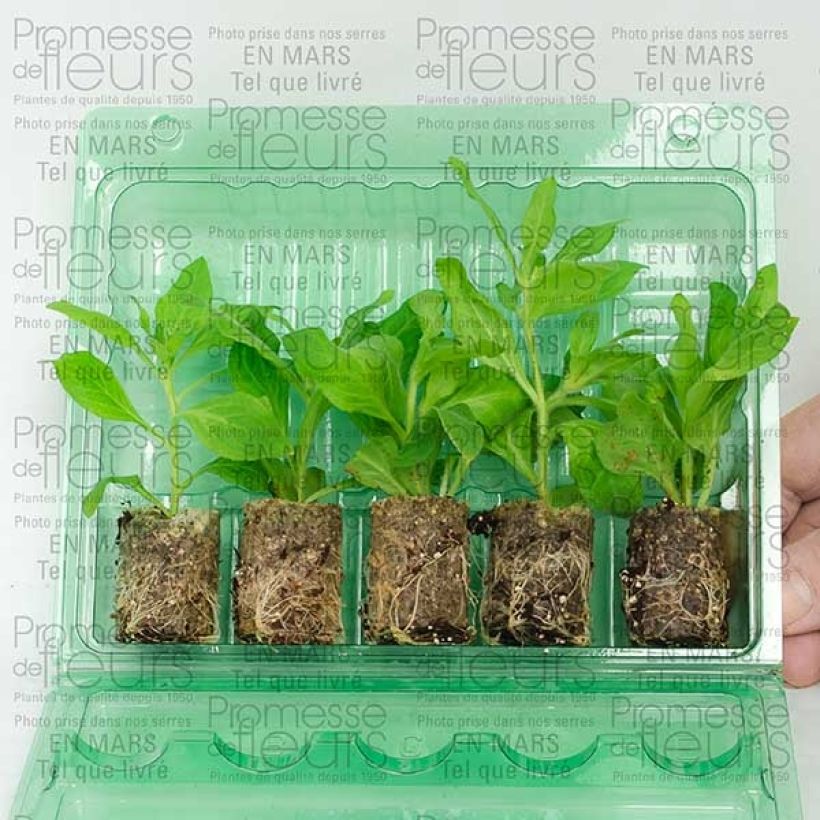 Beispiel eines Exemplars von Petunia Pretty Much Picasso Mini-Plug Ø 3/4 cm wie geliefert